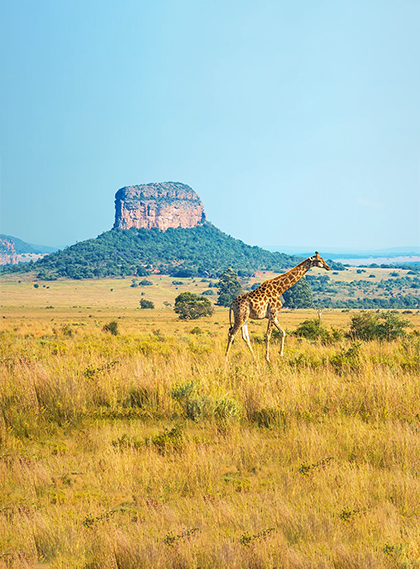 Kruger National Park, South Africa