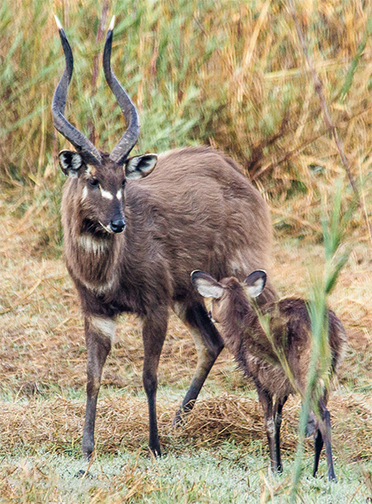 Okavango Delta, Botswana
