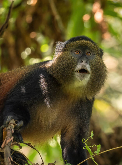 Rwanda Wildlife Safari