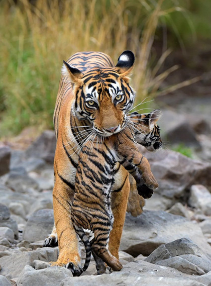 Achanakmar Wildlife Sanctuary