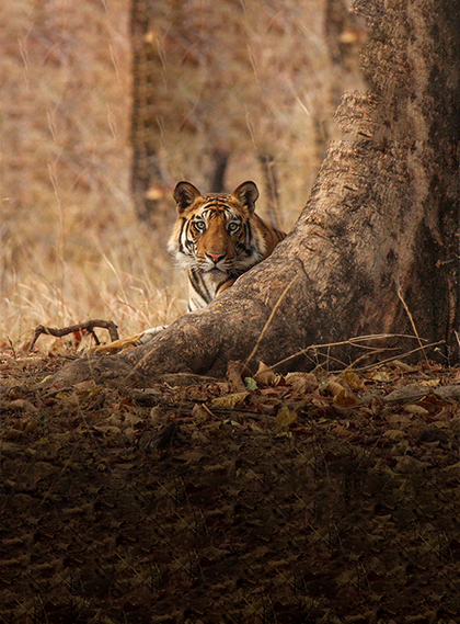 assets/images/wildlife-safari/10images/jim-corbett-national-park.png