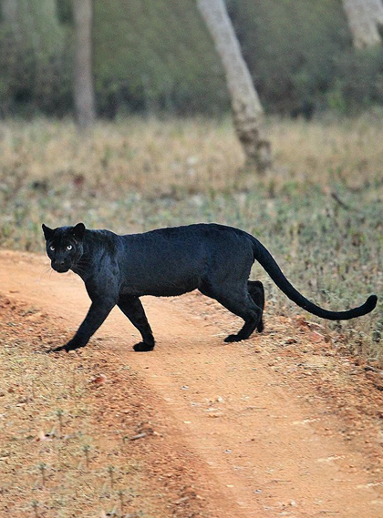 Nagarhole National Park