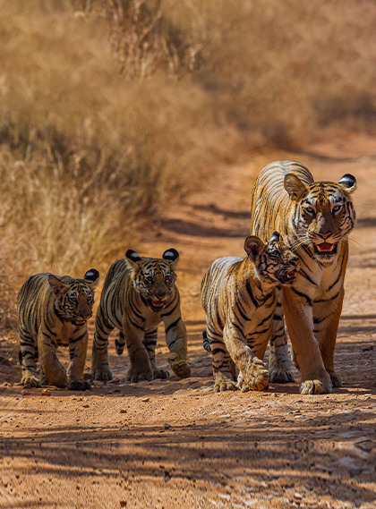 assets/images/wildlife-safari/10images/jim-corbett-national-park.png